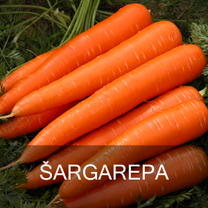 SARGAREPA